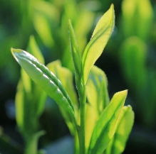 西製茶の有機栽培霧島茶