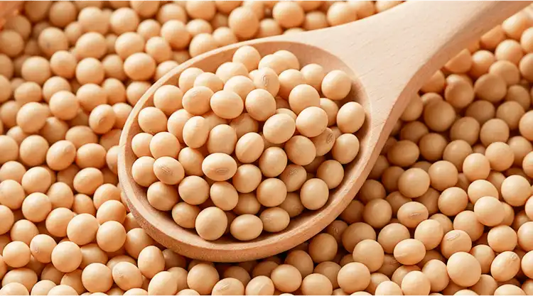 厳選した有機大豆を使用